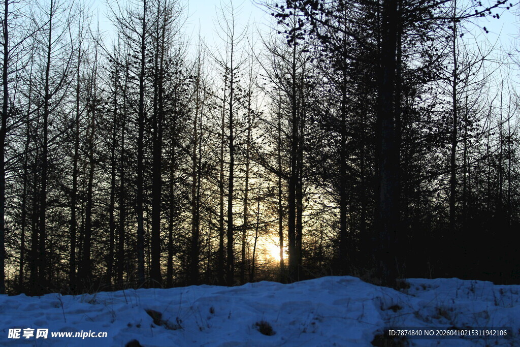冬日雪林 阳光洒落之景