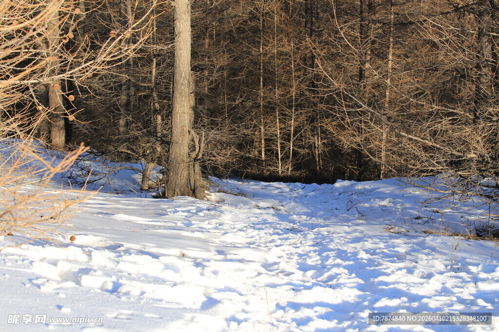 冬日雪覆树林景象