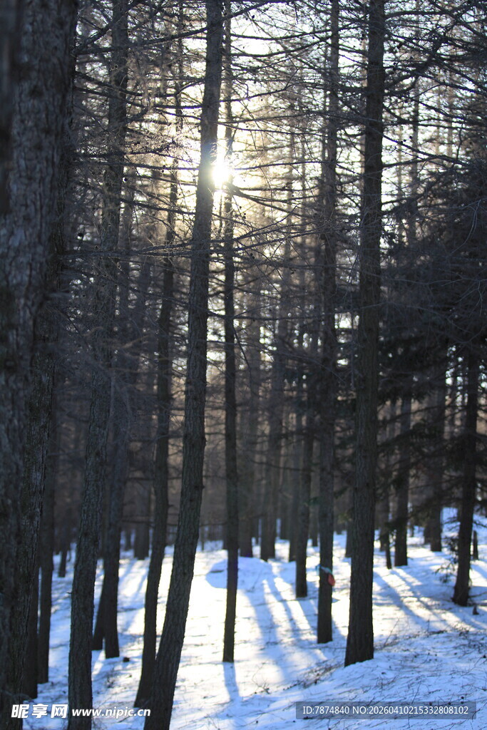 冬日雪林 阳光洒落林间