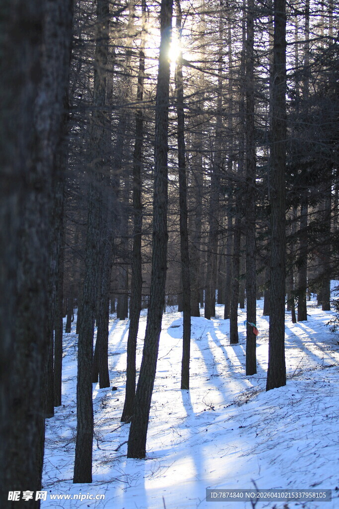 冬日雪林阳光洒落美景