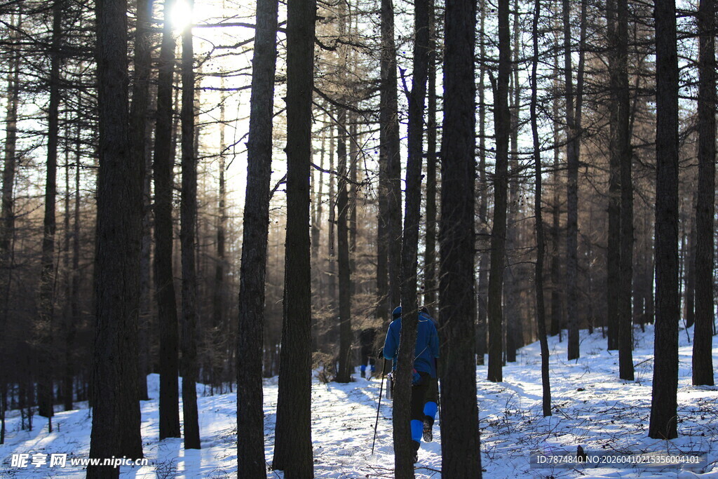 冬日雪林 阳光洒落林间