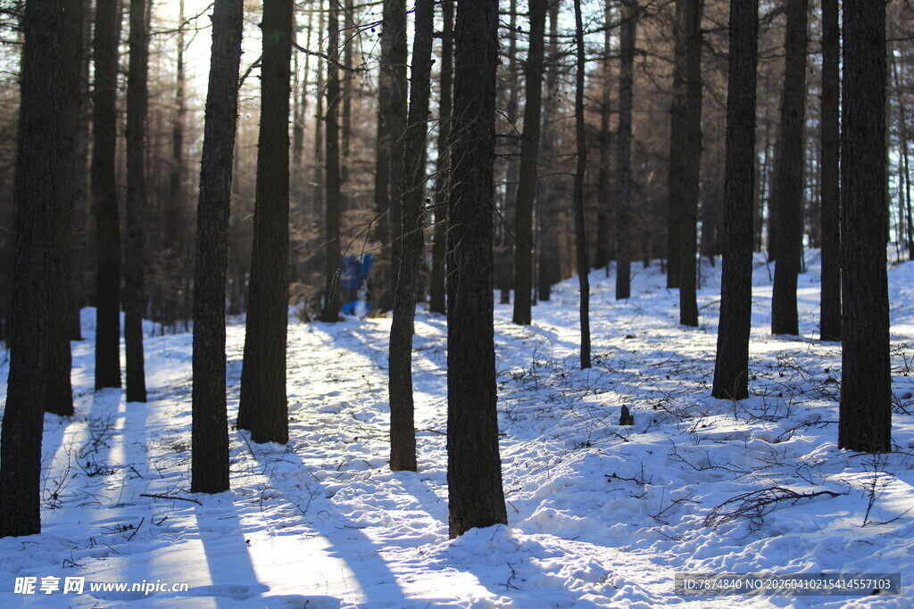 冬日雪林 静谧的光影世界