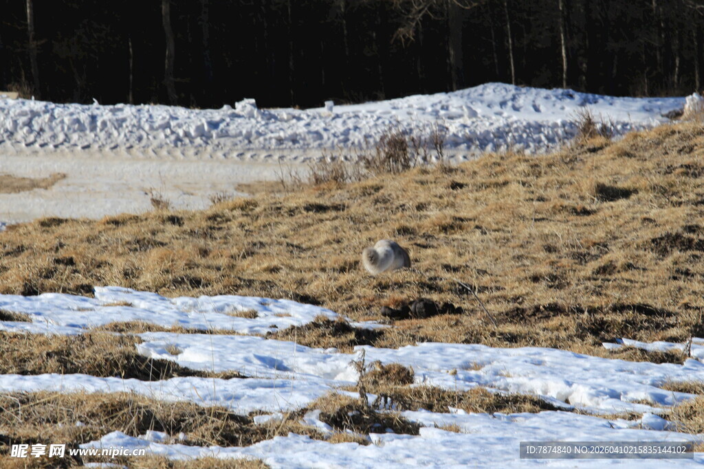 雪地旁栖息的鸟群