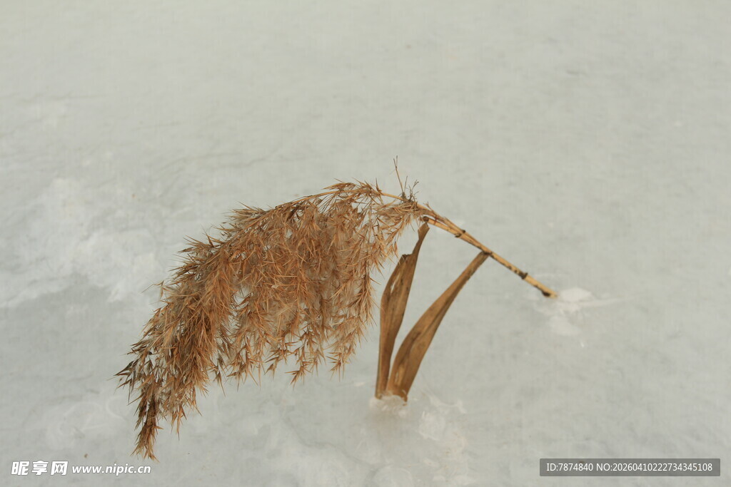 冰面上的干枯芦苇