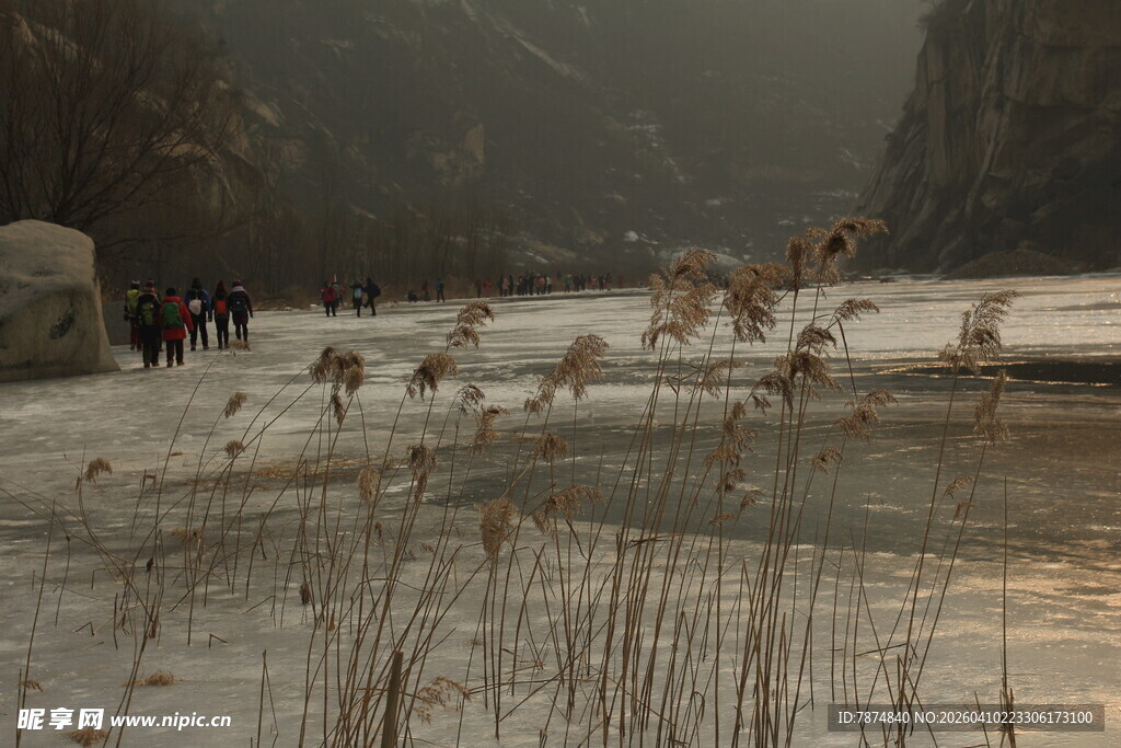 雪地湖畔的优雅丹顶鹤