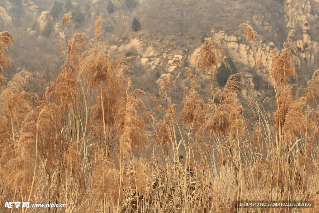 秋日芦苇摇曳美景