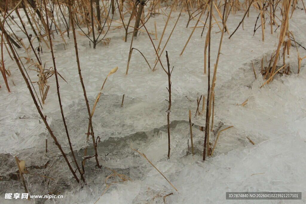 雪地中的枯萎植物
