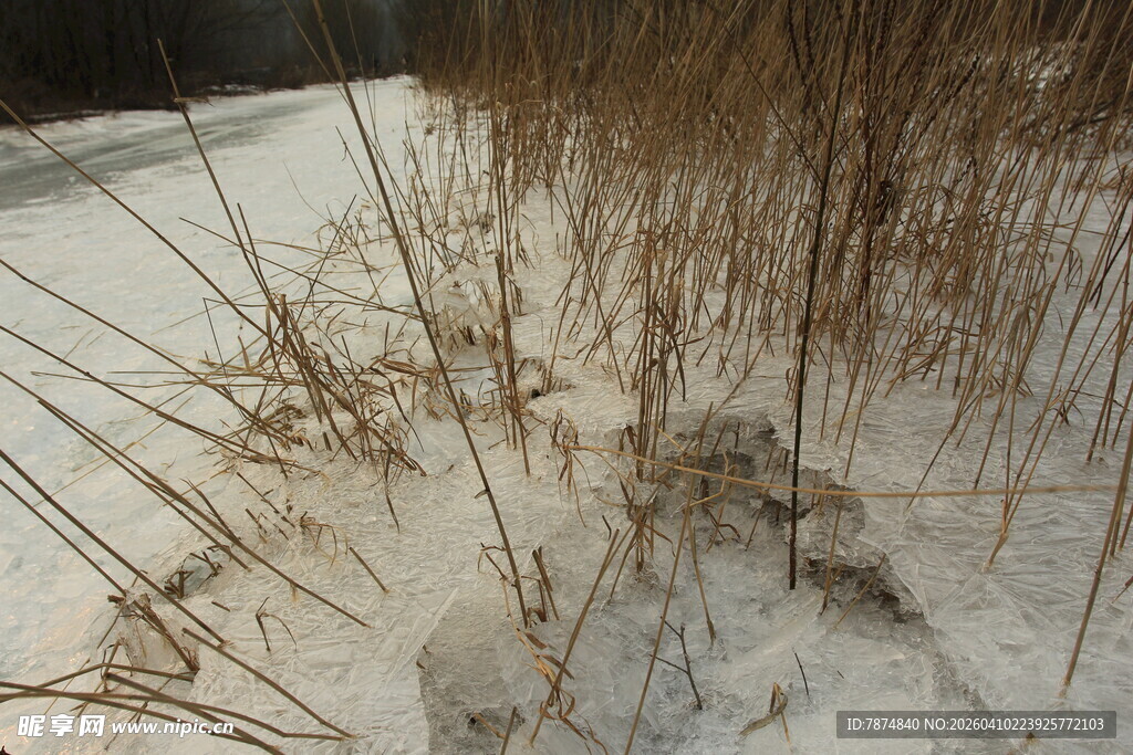 雪地中枯萎的植物