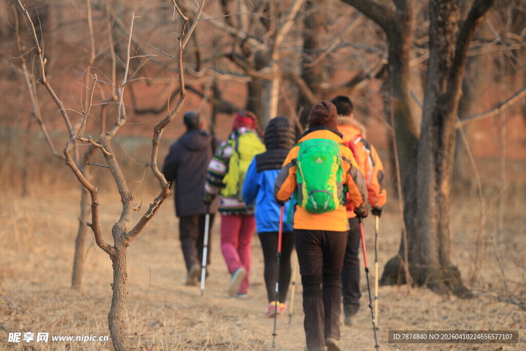 户外徒步者穿行于树林间