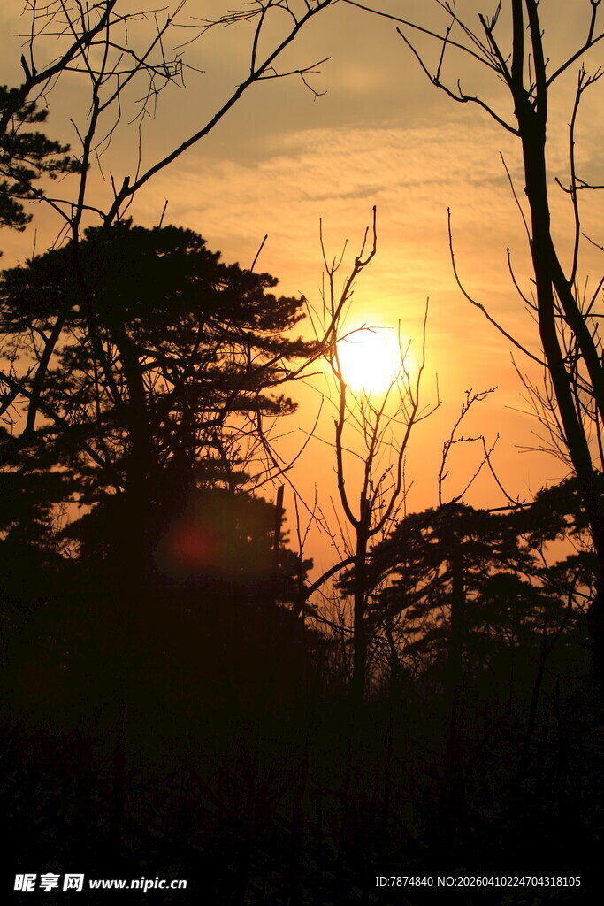 夕阳下的树木剪影