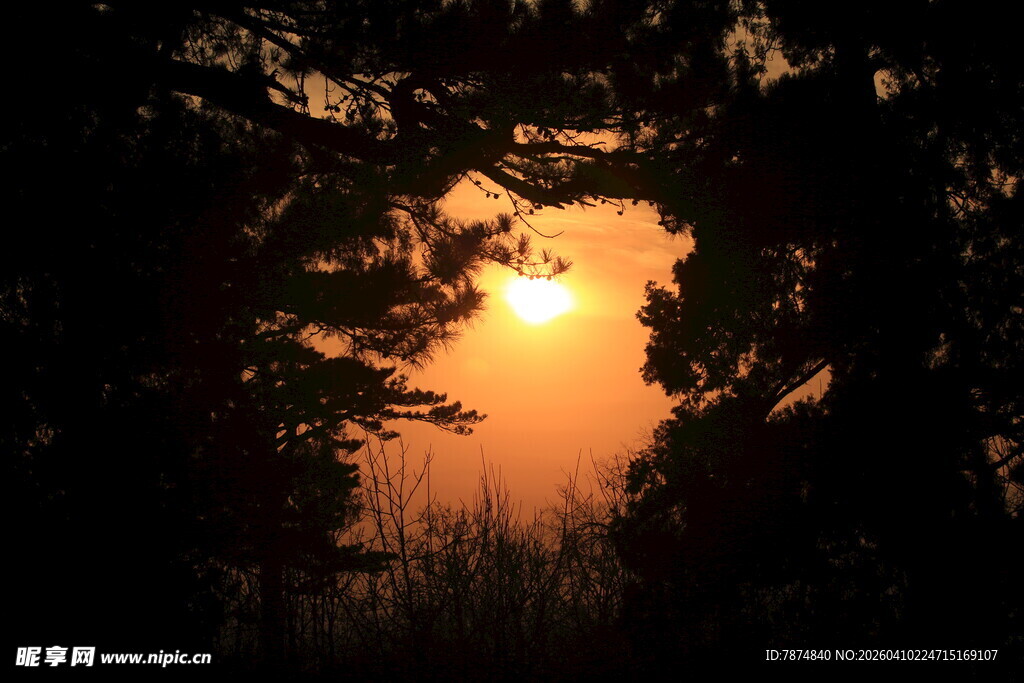 透过树林的绝美落日