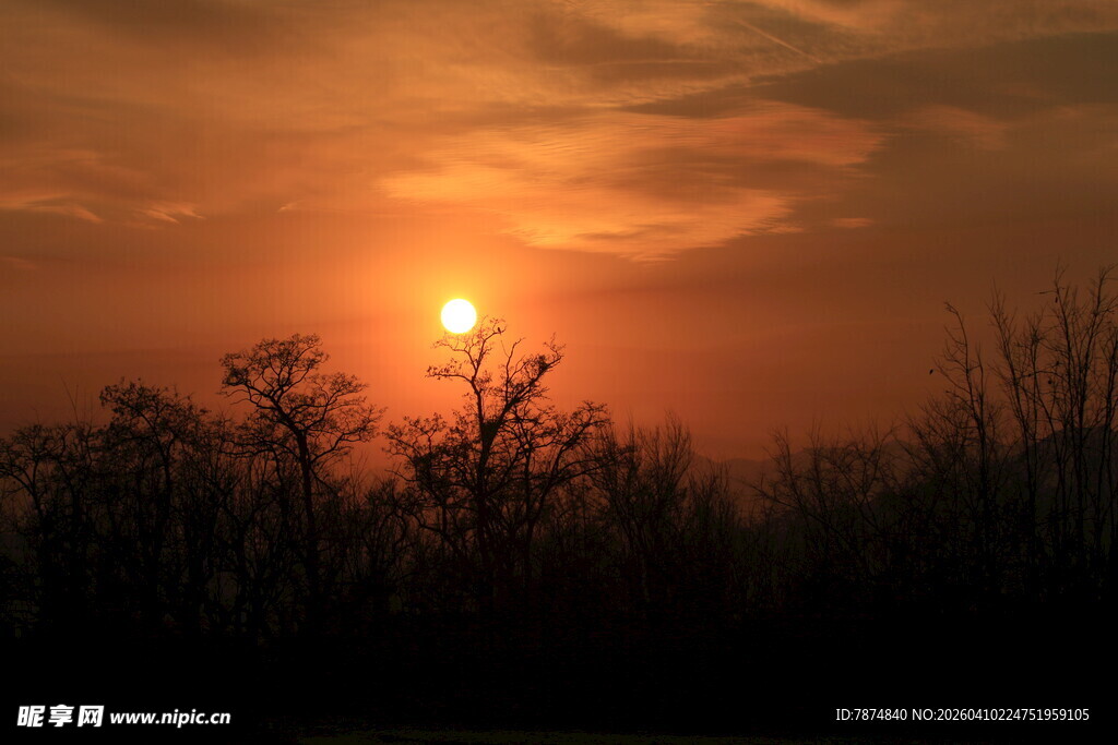 夕阳西下的静谧树林景色
