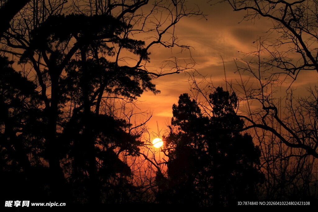 夕阳下的树木剪影