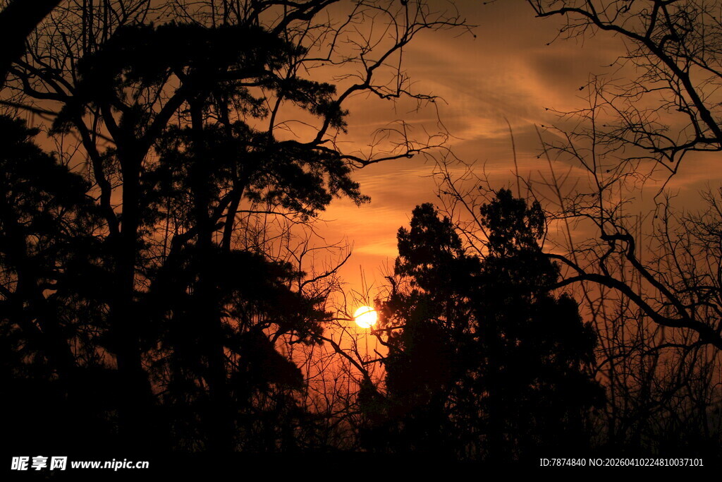 夕阳下的树木剪影