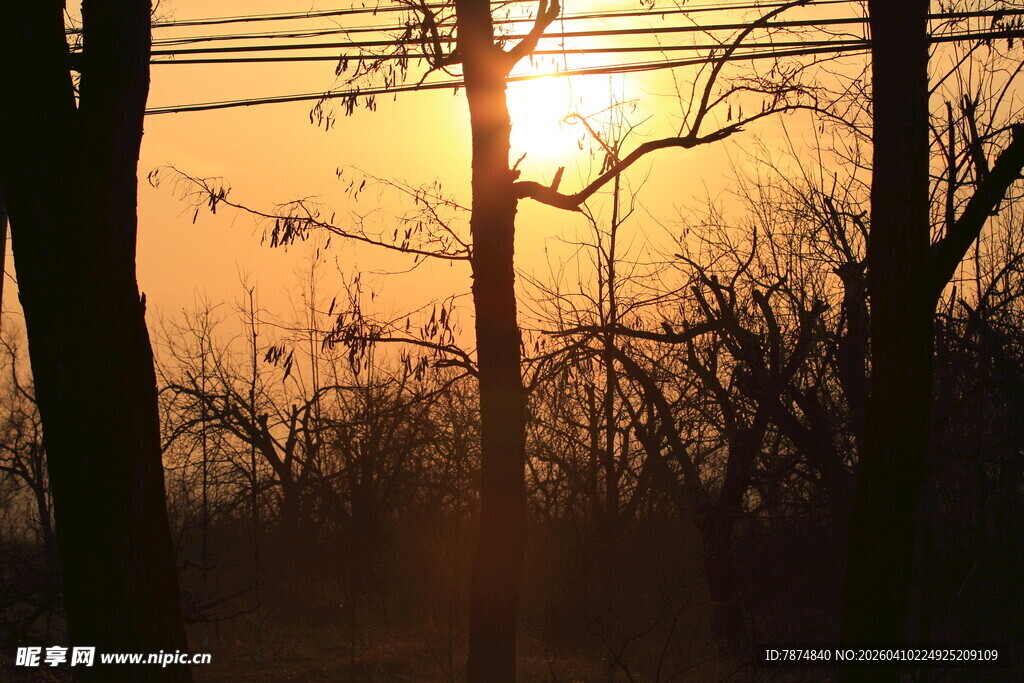 夕阳透过树木洒下暖光