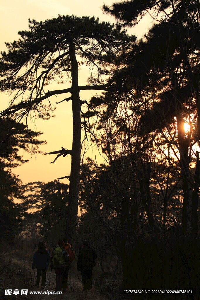 夕阳下漫步林间的行人