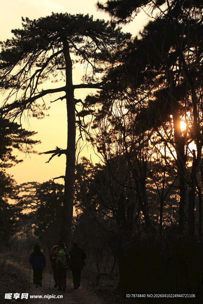 夕阳下的林间漫步