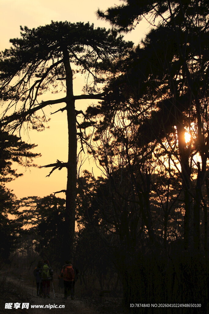 夕阳下的松林剪影