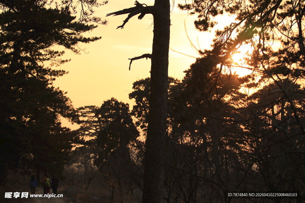 夕阳下的林间树木剪影