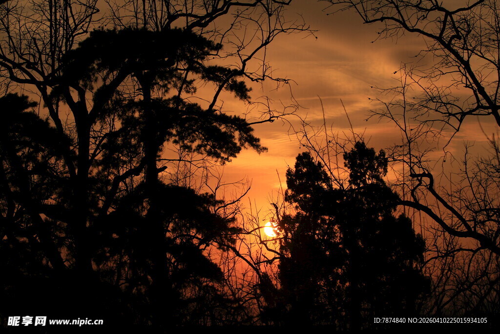 夕阳下的树木剪影