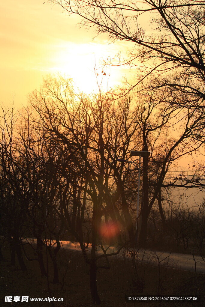 夕阳下的树木河流景观