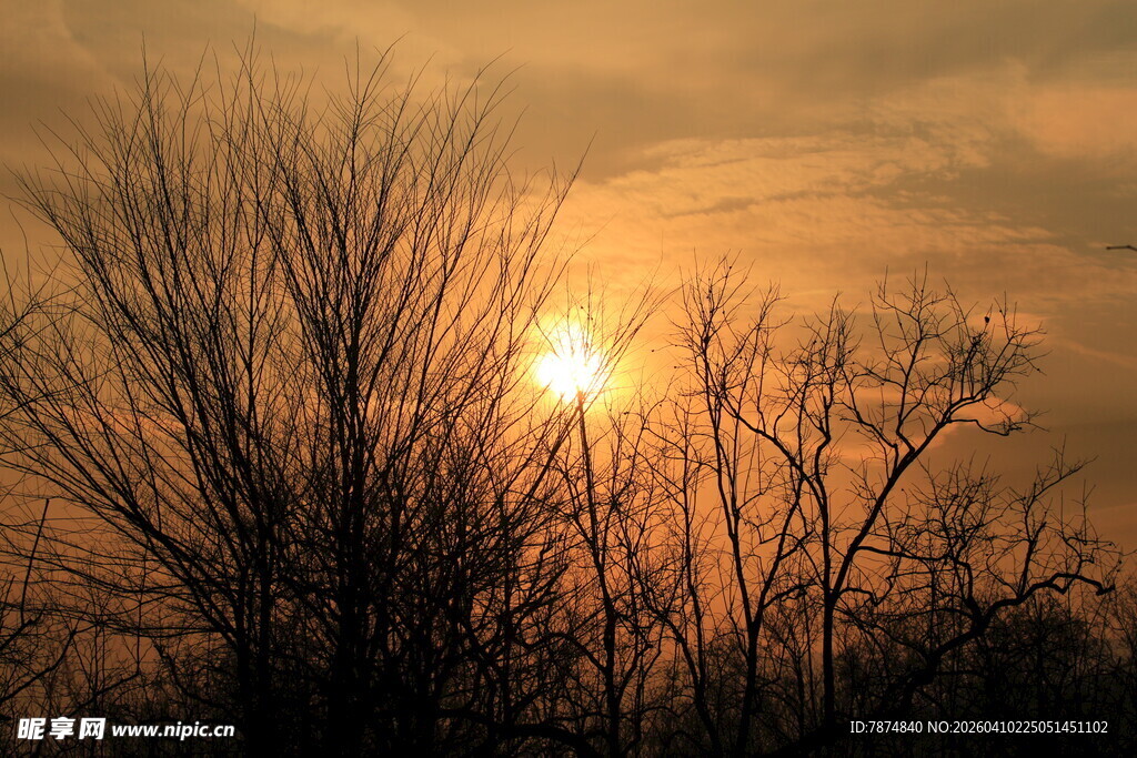 夕阳下的枯树剪影