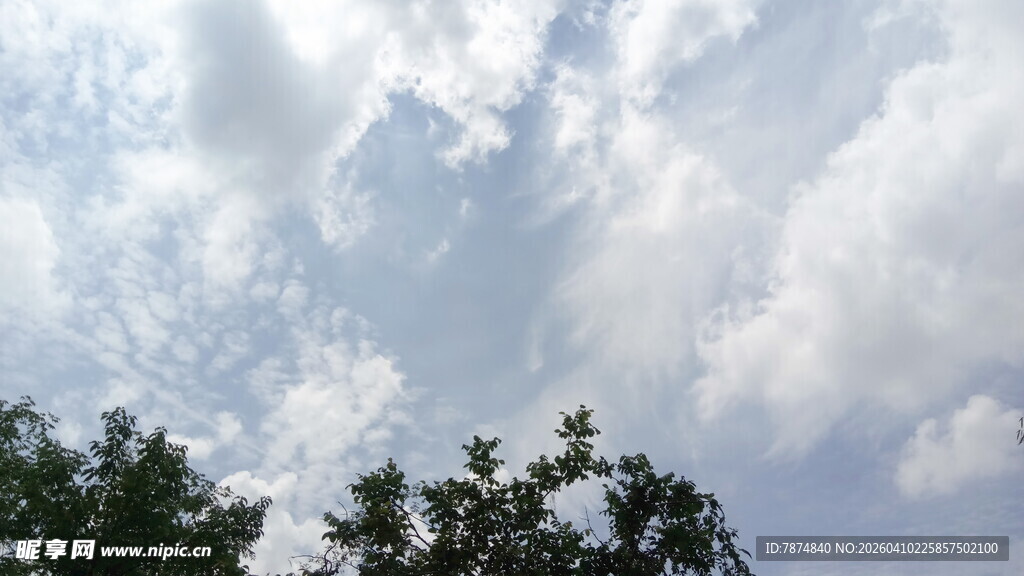蓝天白云下的树梢景色