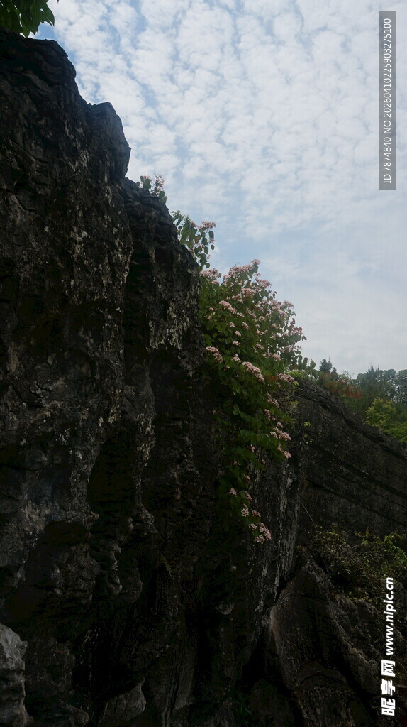 陡峭岩壁上的繁茂植被