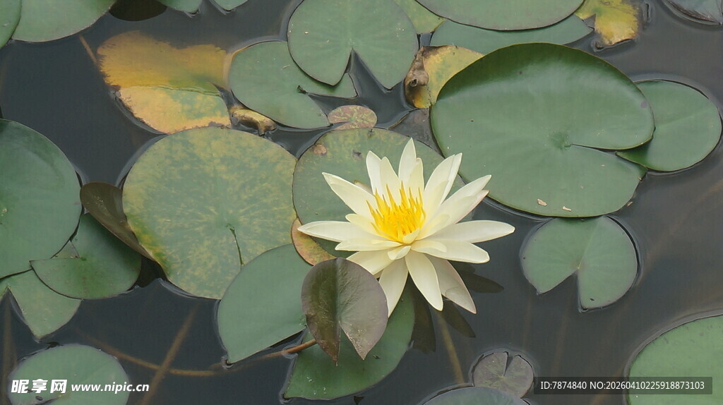 水中绽放的美丽白睡莲