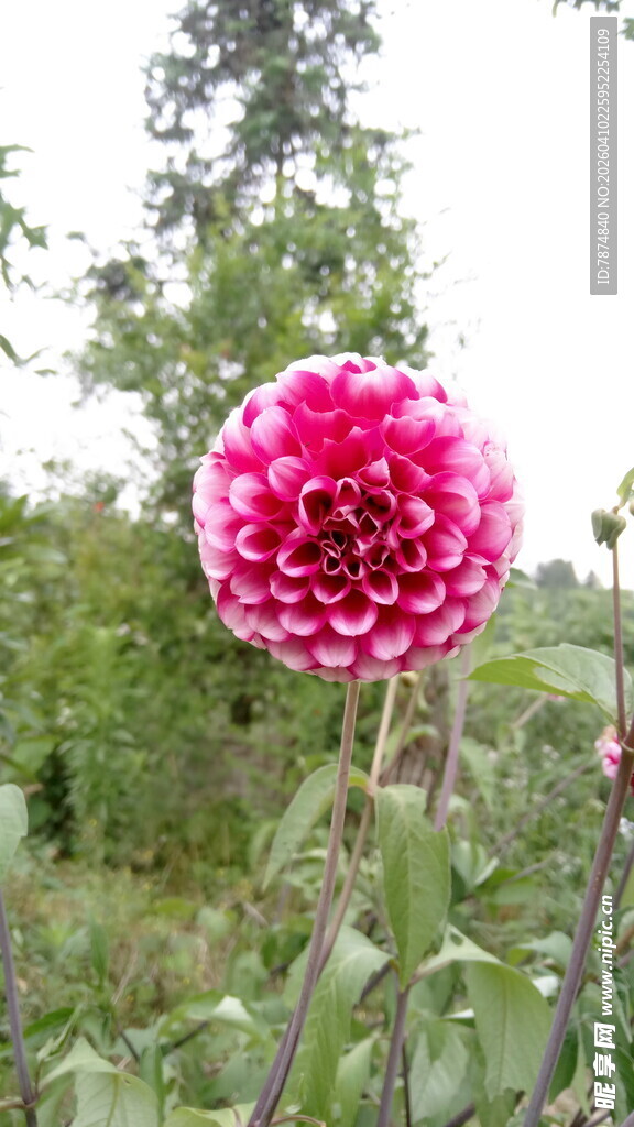 娇艳大丽花绽放于绿野