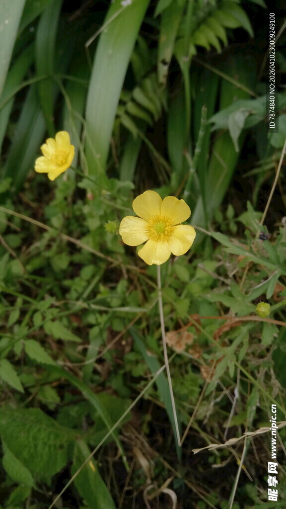 绿叶间的两朵黄色小花