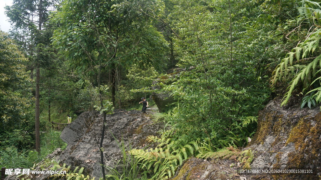 山林间的繁茂植被景观