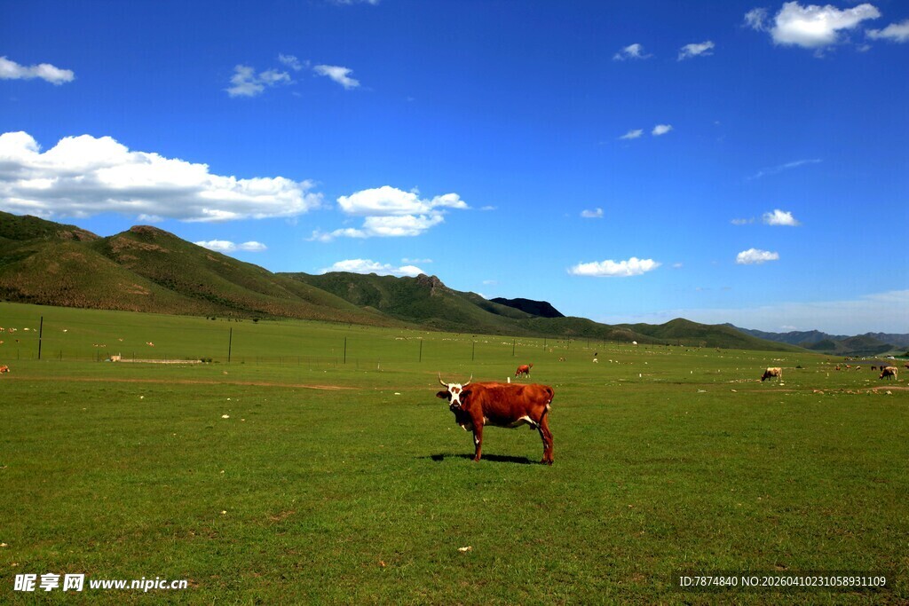草原上的孤独牛只