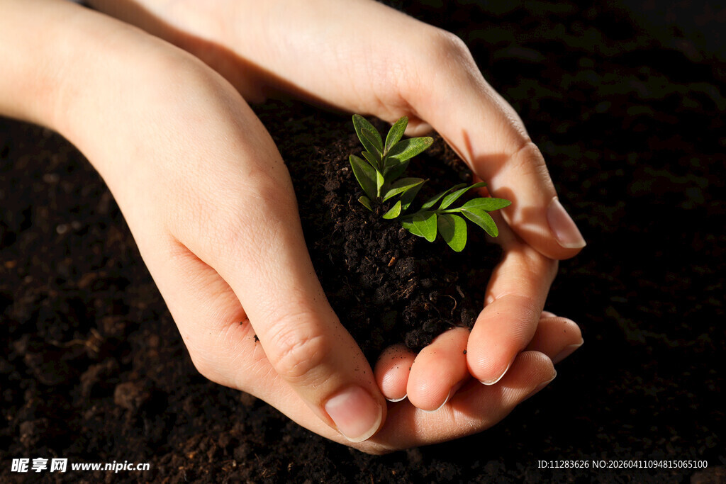 双手呵护嫩绿幼苗