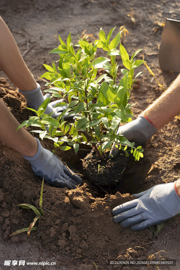 双手呵护绿植种植瞬间