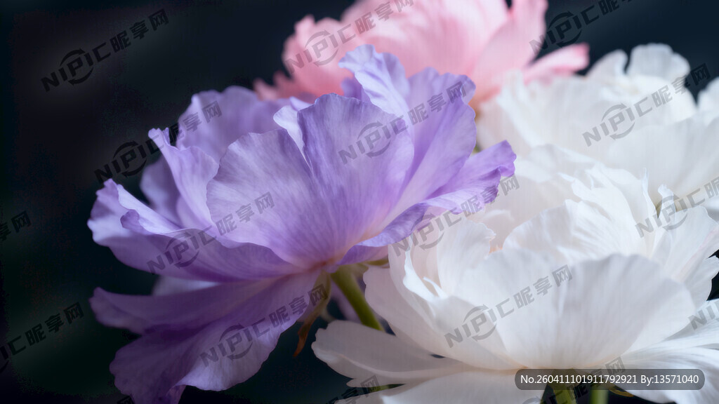 深色背景 梦幻花朵