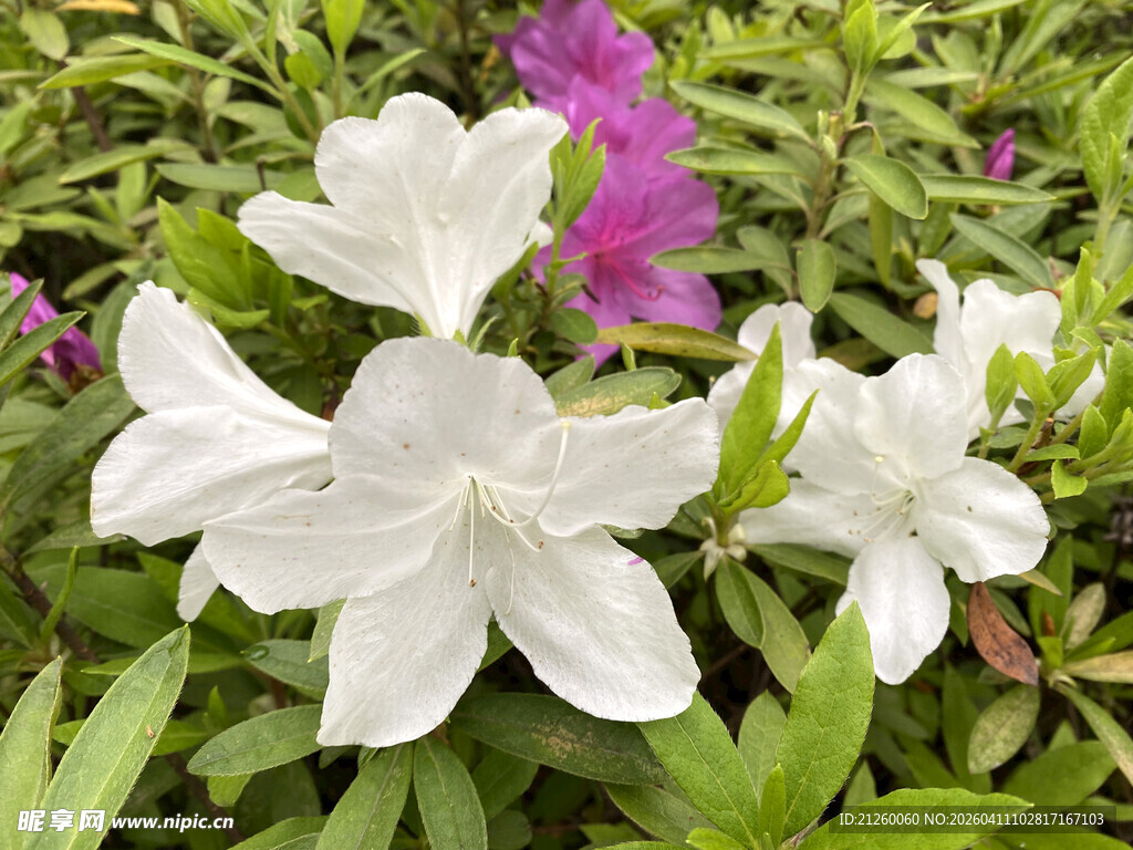 白色杜鹃花绽放于绿叶间