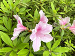 娇艳粉色杜鹃花