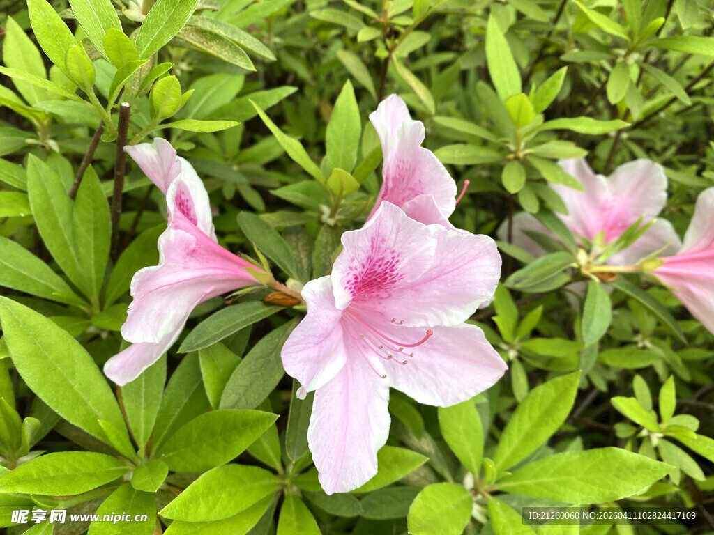 娇艳粉色杜鹃花
