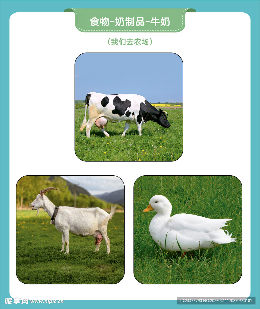农场动物 牛 羊 鹅