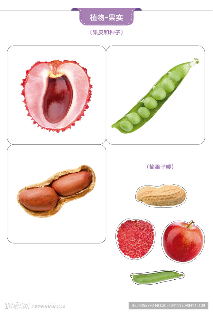 多样坚果与蔬果展示
