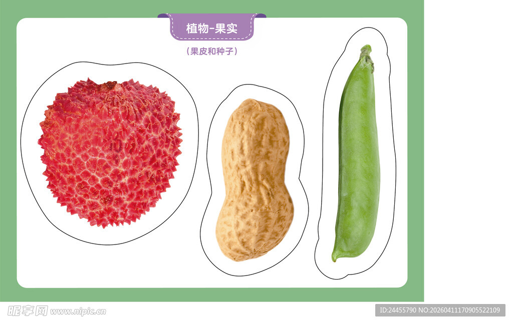 花生 红豆与豆角展示图