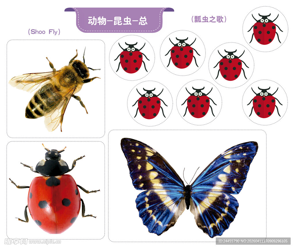 多彩昆虫集合