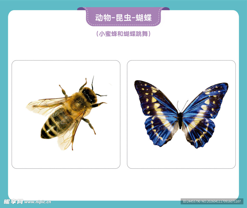 蜜蜂与蝴蝶的生动展示