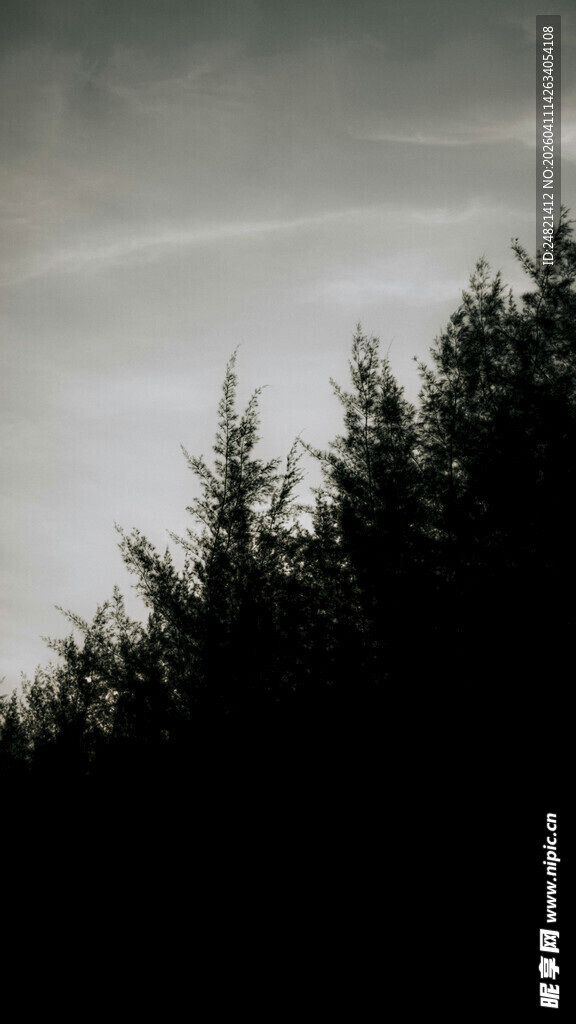 剪影中的树梢与天空