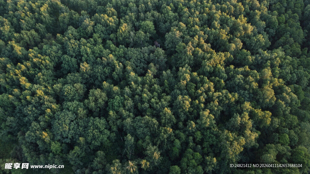 俯瞰茂密森林景观