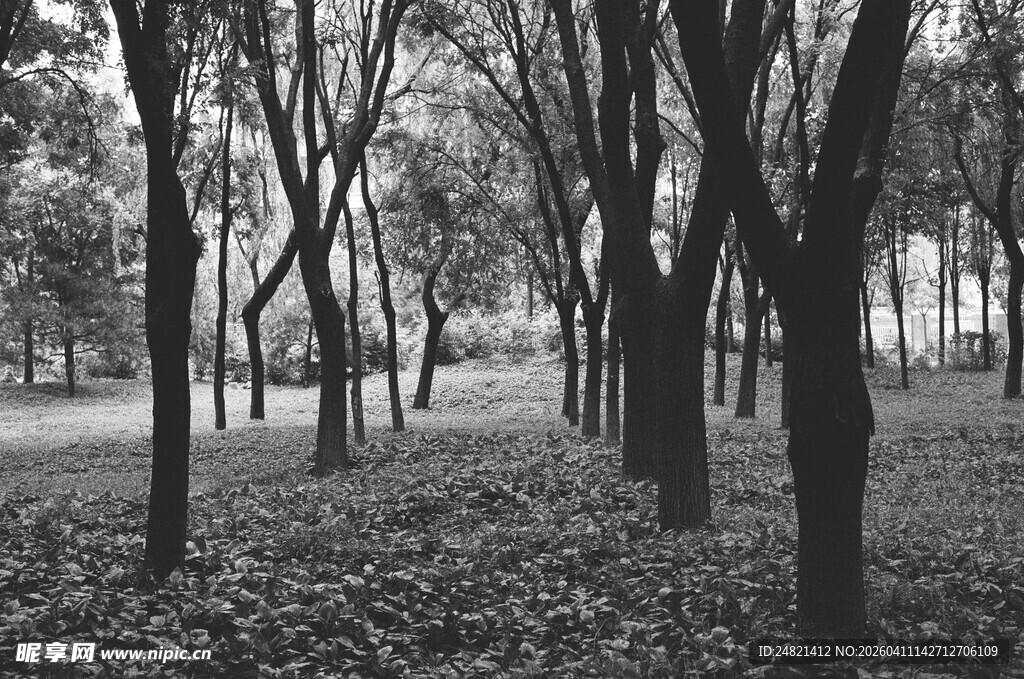 黑白树林间的静谧景致