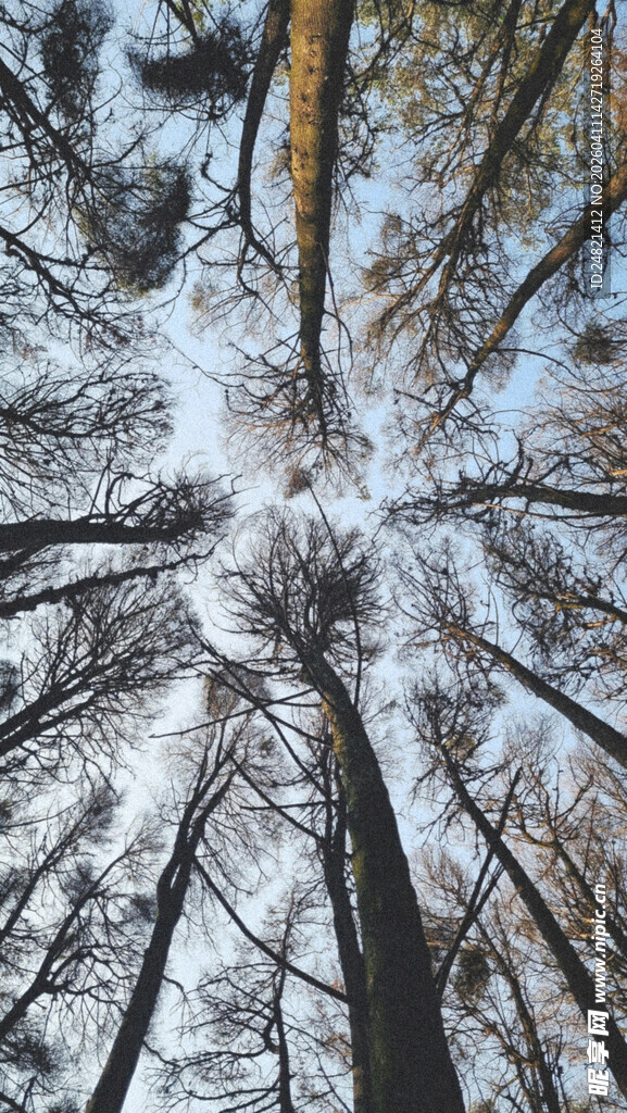 仰视冬日森林树木