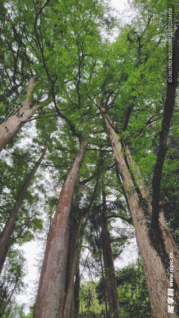 仰视茂密森林高大树木