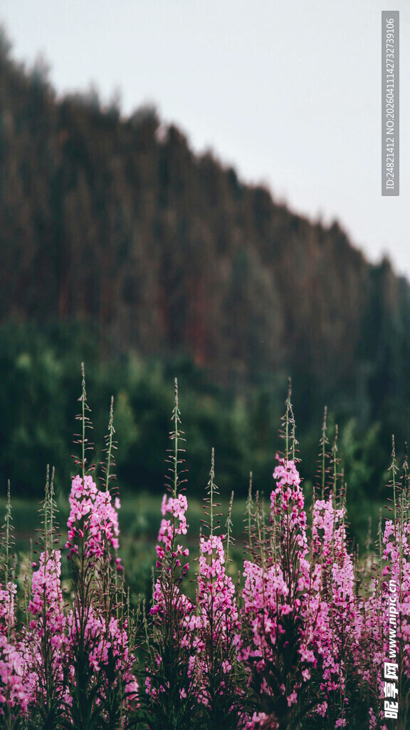 原野中的绚烂粉色花丛